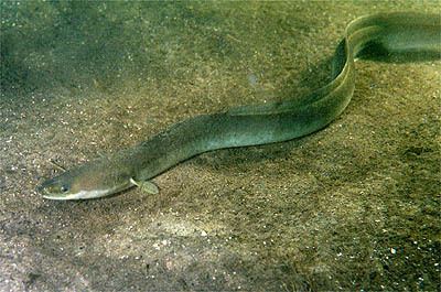 European eel httpsuploadwikimediaorgwikipediacommons55