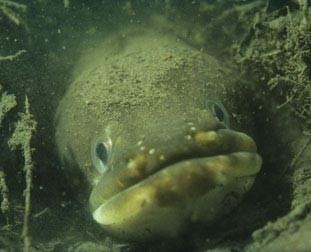 European eel BBC Radio 4 World On the Move Great Animal Migrations Species