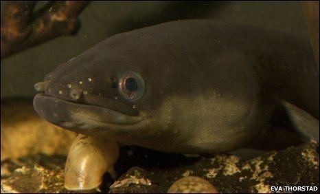 European eel BBC Earth News Eel reveals its migration secrets