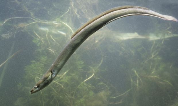 European eel Species of the Week European Eel Bermuda Biology
