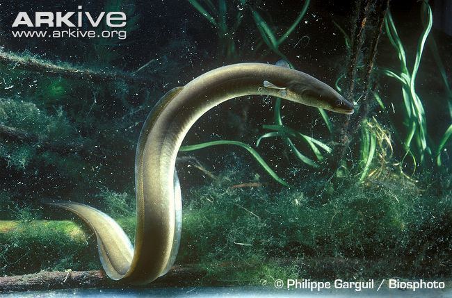 European eel European eel videos photos and facts Anguilla anguilla ARKive