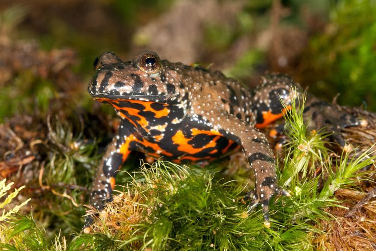 European fire-bellied toad Impurest39s Guide to Animals 139 European FireBellied Toad Off