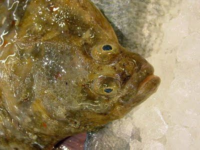 European flounder Fish Index European Flounder Platichthys flesus