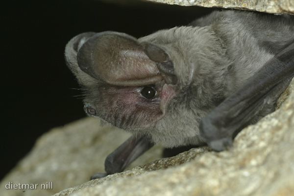European free-tailed bat Europaeische Bulldogfledermaus Tadarida teniotis Europea Flickr