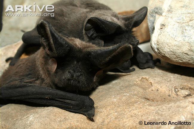 European free-tailed bat European freetailed bat photo Tadarida teniotis G97601 ARKive