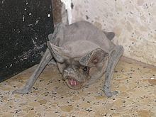 European free-tailed bat httpsuploadwikimediaorgwikipediacommonsthu