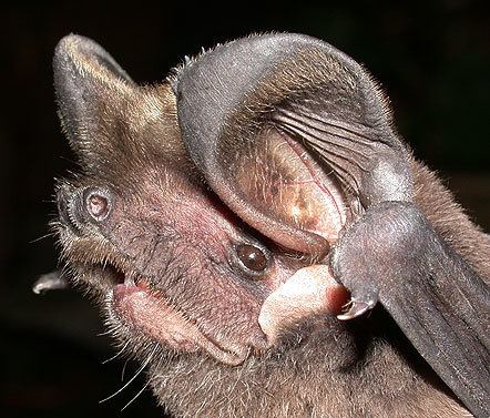 European free-tailed bat tadarida2jpg