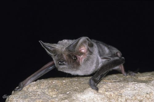 European free-tailed bat Flickriver Most interesting photos tagged with tiertiereanimalanimals