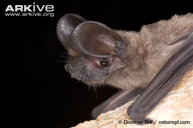 European free-tailed bat European freetailed bat videos photos and facts Tadarida