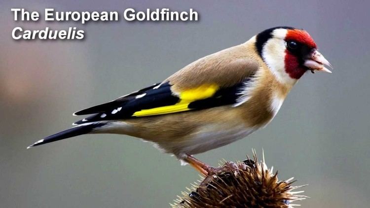 European goldfinch Goldfinch Birdsong European Goldfinch Birdsong YouTube