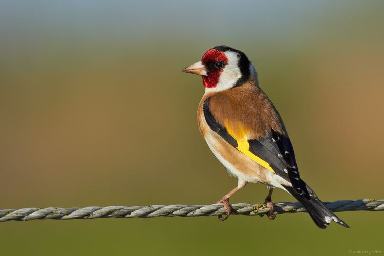 European goldfinch 1000 images about The Goldfinch Bird on Pinterest Birds Nature