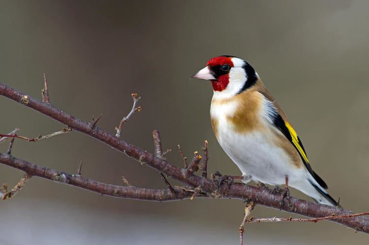 European goldfinch European Goldfinch Facts Temperament As Pets Care Pictures