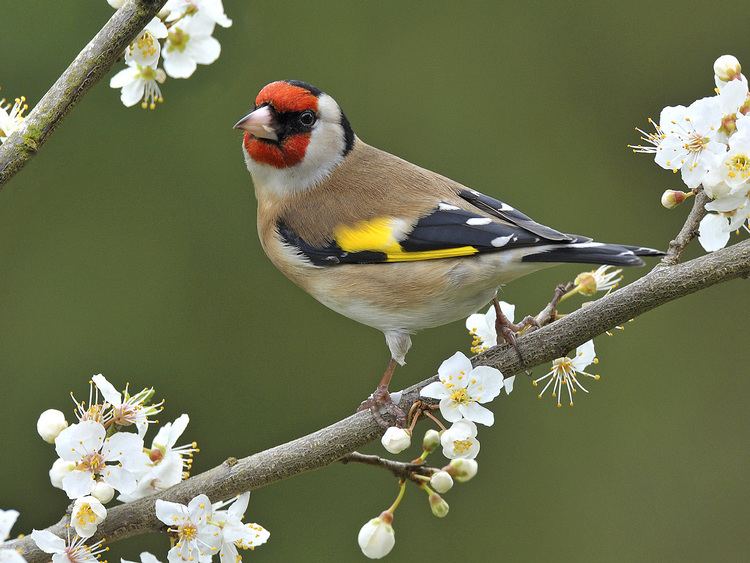 European goldfinch European Goldfinch Facts Temperament As Pets Care Pictures