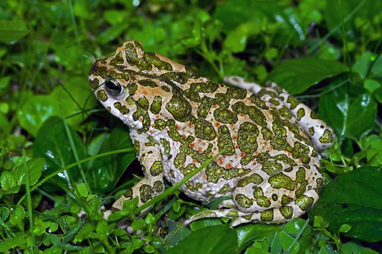 European green toad httpsuploadwikimediaorgwikipediacommons44