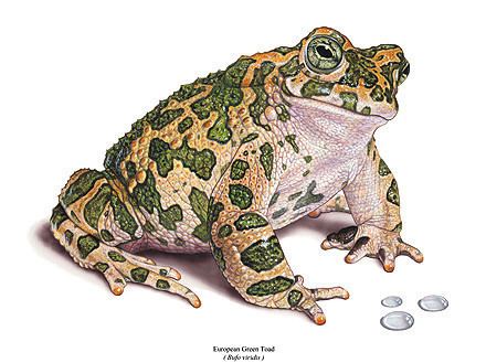 European green toad Ecouniverse Herpetological Publishing amp Distribution European