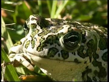 European green toad European Green Toad Hungary SD Stock Video Footage Collection