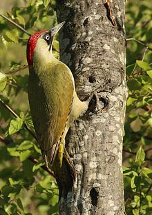 European green woodpecker httpsuploadwikimediaorgwikipediacommonsthu