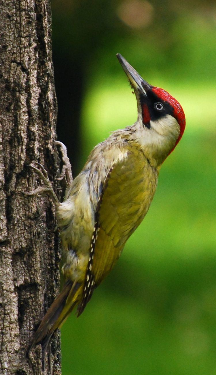 European green woodpecker 1000 ideas about Green Woodpecker on Pinterest Spotted woodpecker