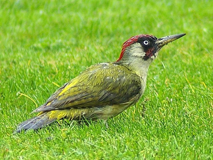European green woodpecker European Green Woodpecker High Quality HD Wallpaper and Pics for