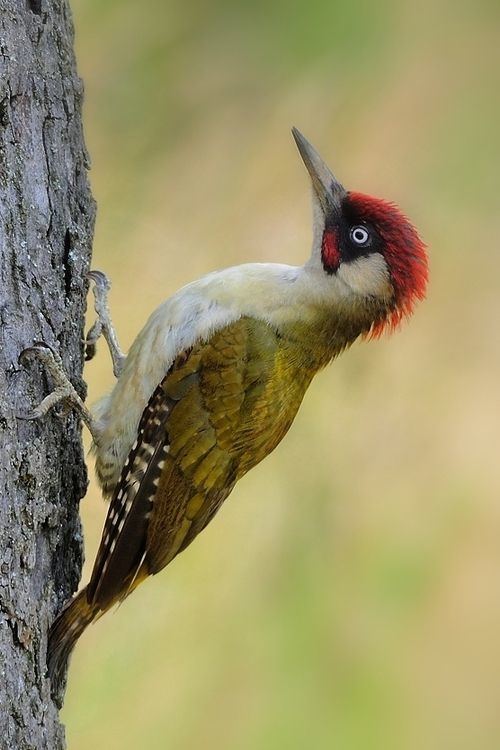 European green woodpecker 1000 ideas about Green Woodpecker on Pinterest Spotted woodpecker
