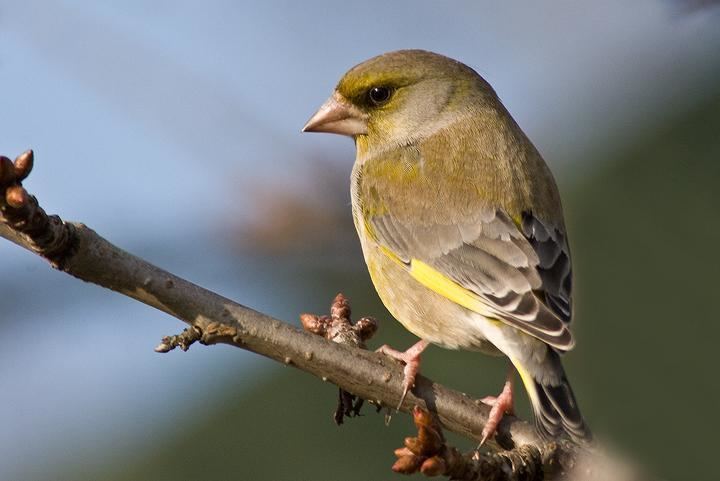 European greenfinch European Greenfinch Facts Temperament As Pets Care Pictures