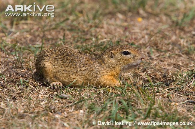 European ground squirrel European ground squirrel videos photos and facts Spermophilus