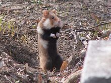 European hamster httpsuploadwikimediaorgwikipediacommonsthu