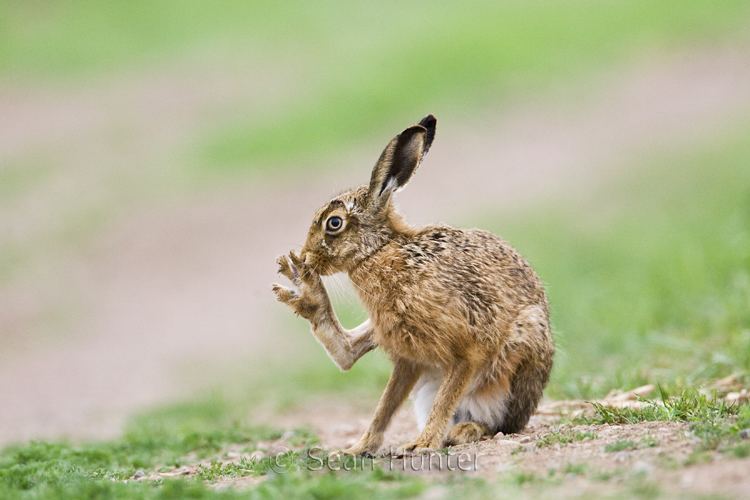 European hare European Hare Facts History Useful Information and Amazing Pictures