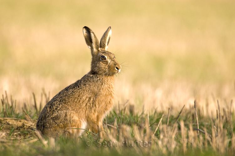 European hare Sean Hunter Photography European Brown Hare