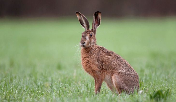 European hare European Hare Facts Animals of Europe WorldAtlascom