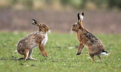 European hare European hare AZ of pest animals Pest animals Pests diseases
