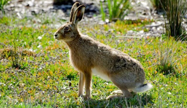 European hare European Hare Biodiversity of the Western Volcanic Plains