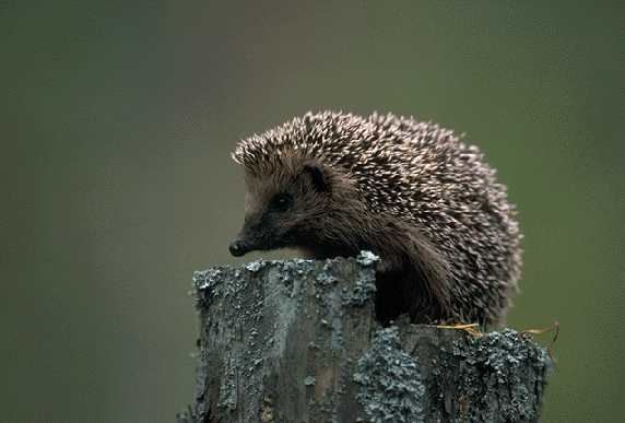 European hedgehog European Hedgehog Page