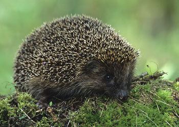 European hedgehog European Hedgehog The Animal Files