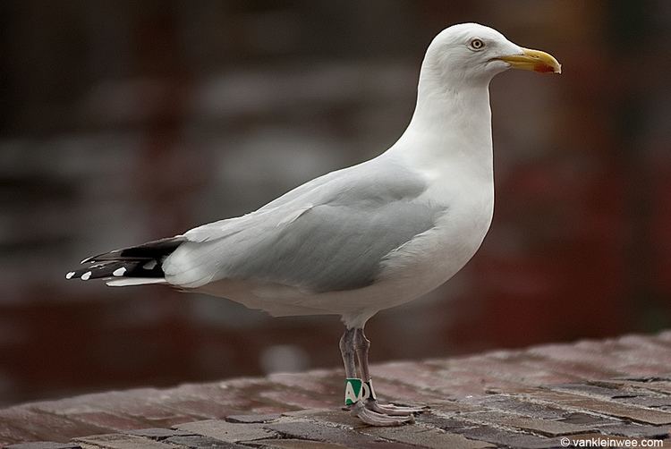 European herring gull Primary pattern variation in individual European Herring Gull