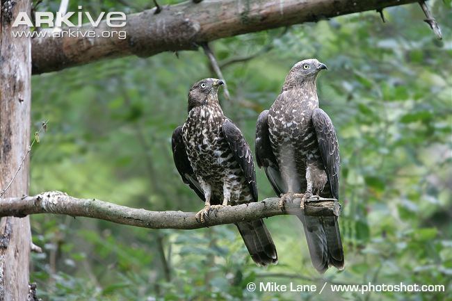 European honey buzzard European honeybuzzard photo Pernis apivorus G40590 ARKive