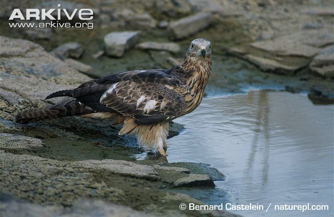 European honey buzzard European honeybuzzard videos photos and facts Pernis apivorus