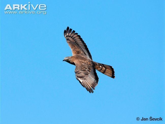 European honey buzzard cdn2arkiveorgmedia8F8F6B2B2F992D450DB5244