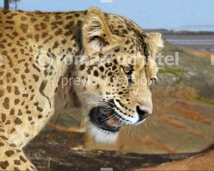 European jaguar Panthera Onca Gombaszoegensis