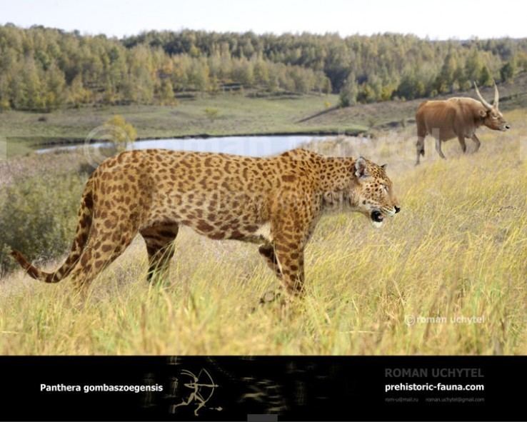 European jaguar Pantheragombaszoegensis2016738x591jpg