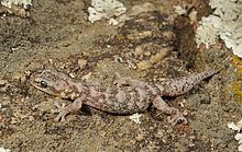 European leaf-toed gecko European leaftoed gecko Wikipedia