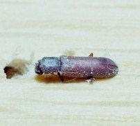 European lyctus beetle httpsuploadwikimediaorgwikipediacommons44