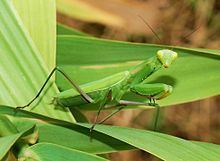 European mantis European mantis Wikipedia