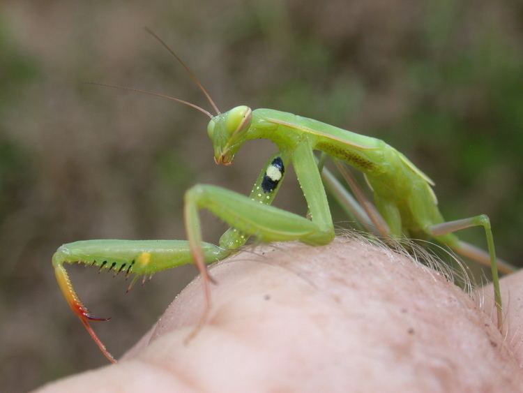 European mantis Praying Mantis Confidential EcoBeneficial