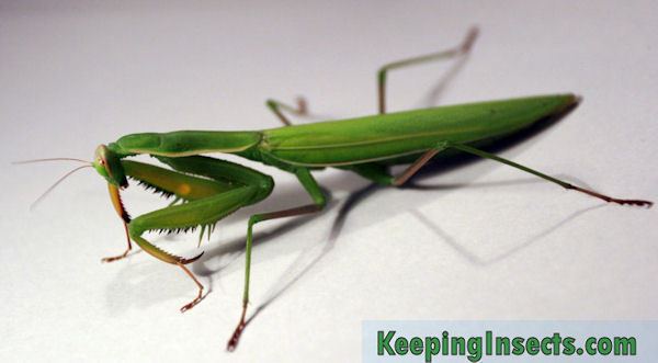 European mantis European Mantis Mantis religiosa Keeping Insects