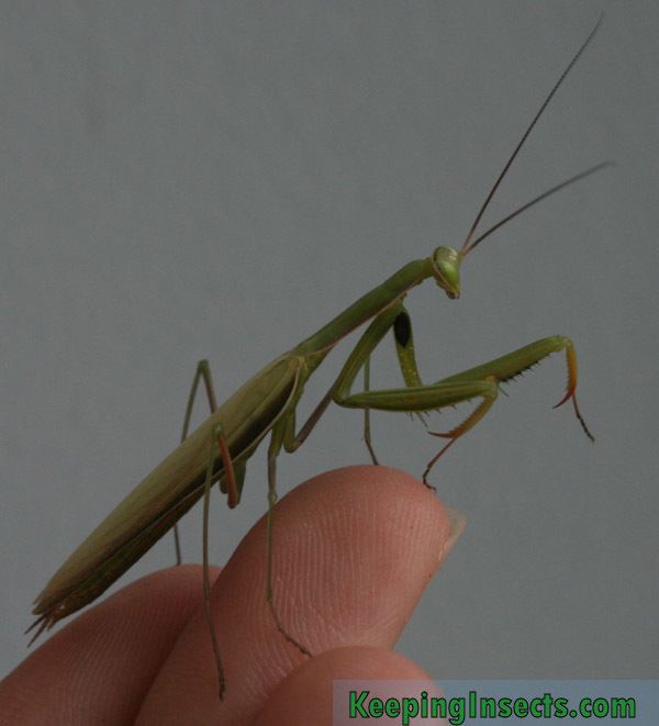 European mantis European Mantis Mantis religiosa Keeping Insects