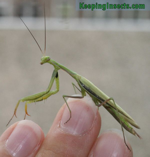 European mantis European Mantis Mantis religiosa Keeping Insects