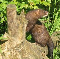 European mink httpsuploadwikimediaorgwikipediacommonsthu