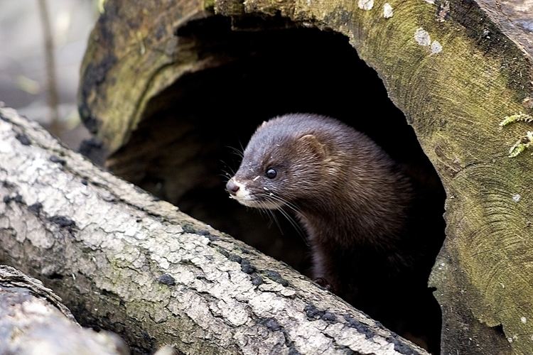 European mink Stiftung Artenschutz European Mink