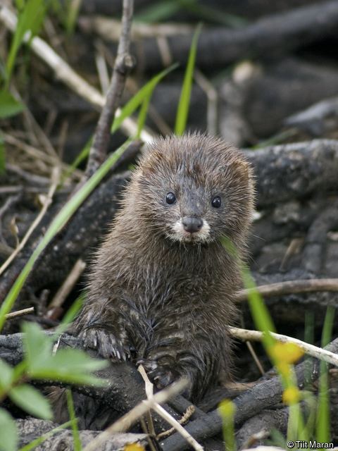 European mink Mustela lutreola European Mink